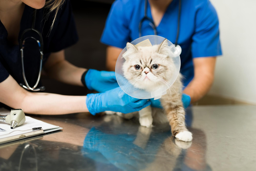 Dónde encontrar el mejor seguro para gatos 1 donde encontrar el mejor seguro para gatos
