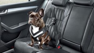 pasos para asegurar un cachorro nuevo