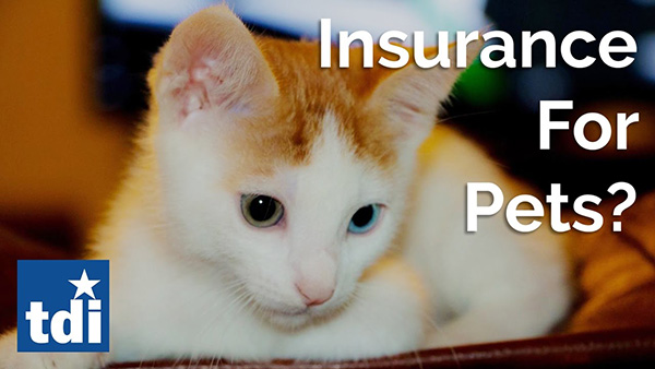 Pasos simples para comprar seguro para gatos 1 pasos simples para comprar seguro para gatos