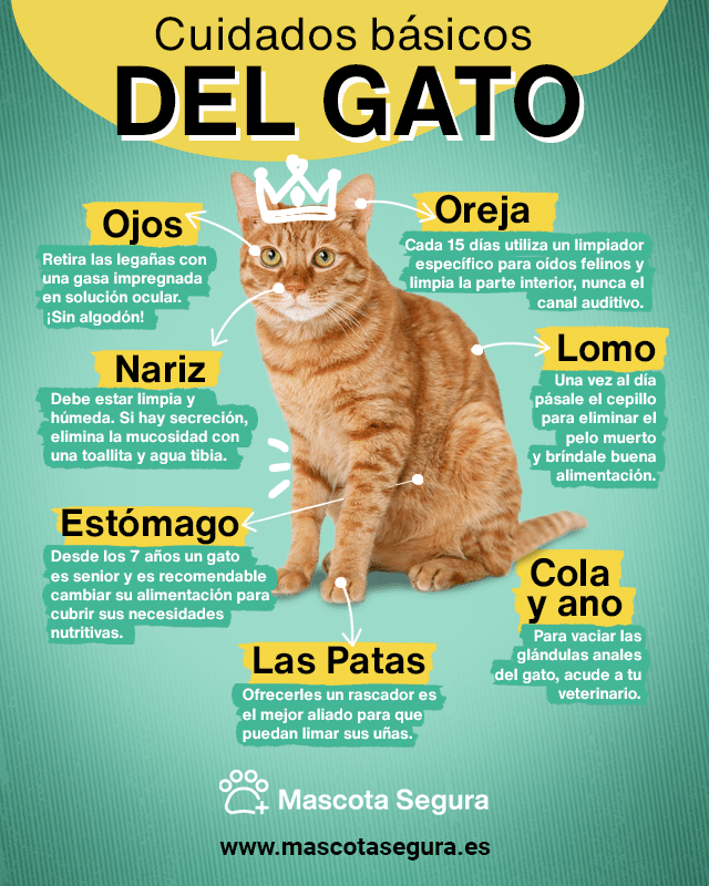 por que el seguro es esencial para gatos